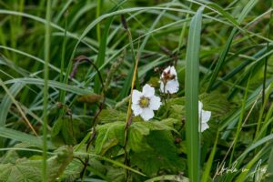 Thimbleberry flowers, Moresby Island, Haida Gwaii BC Canada