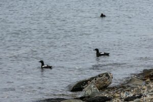 Black guillemots on the water, Moresby Island, Haida Gwaii BC Canada