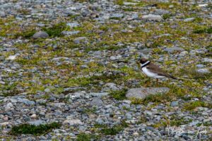 Semipalmated plovers on gravel, Moresby Island, Haida Gwaii BC Canad