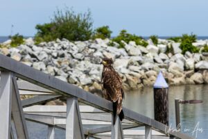 Juvenile eagle perched, Sandspit Harbour, Moresby Island, Haida Gwaii BC Canada