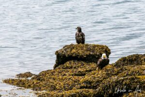 Bald eagles on the rocks overlooking Skidegate Channel,Haida Gwaii BC Canada