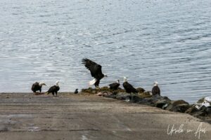 Bald eagles on a landing overlooking Skidegate Channel, Haida Gwaii BC Canada