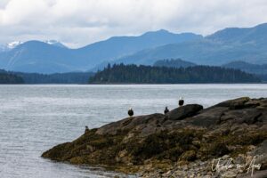 Bald eagles on the rocks overlooking Skidegate Channel,Haida Gwaii BC Canada