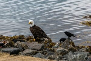 Bald eagles on the rocks overlooking Skidegate Channel,Haida Gwaii BC Canada