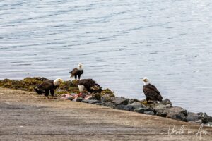 Bald eagles on the rocks overlooking Skidegate Channel, Haida Gwaii BC Canada