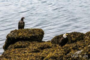 Juvenile and adult bald eagles in the rockweed, Skidegate Channel, Haida Gwaii BC Canada