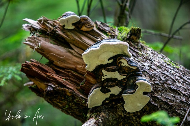 Close up: bracket fungus on a rotting stump, Dover Loop Trail, Moresby Island, Haida Gwaii BC Cana