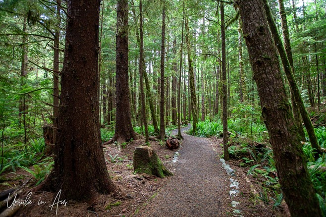 Start of the Louise Dover Loop trail into tall trees, Moresby Island, Haida Gwaii BC Canada 