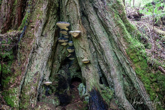 Mr Fungus : In the Woods of Moresby Island, Haida Gwaii, Canada