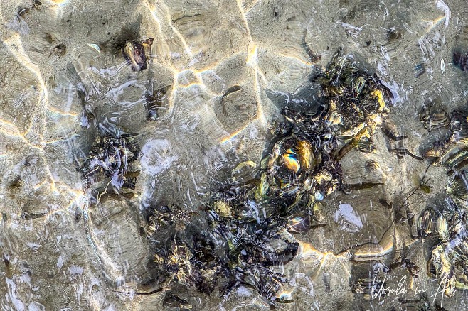 Seaweed under clear shallow water, Merimbula Boardwalk, NSW 