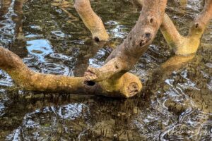 Twisting trunk and underwater peg roots of a grey mangrove, Merimbula Boardwalk, NSW Australia