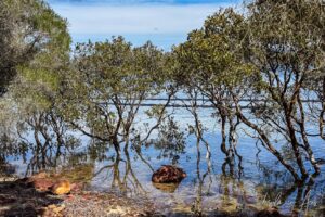 Mangroves on the shoreline of Lake Merimbula, NSW Australia.