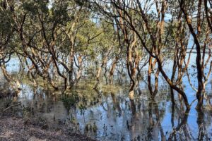 Mangroves on the shoreline of Lake Merimbula, NSW Australia.