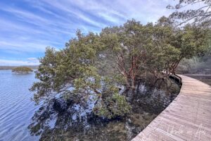 Mangrove on a bend in the Merimbula Boardwalk, NSW Australia in the Merimbula Boardwalk, NSW Australia