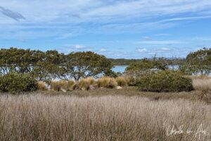 Grasses and mangrove trees along Merimbula Lake, NSW Australia