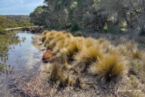 Grass tussocks along Merimbula Lake, NSW Australia