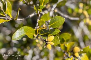 Close-up: Fruit of the grey mangrove, Merimbula Lake, NSW Australia