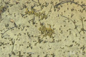 Neptune's necklace on sand under water, Merimbula Boardwalk, NSW Australia.