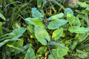 Lilies, ferns and ground cover, Merimbula Lake, NSW Australia