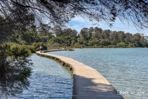 Curves in the Merimbula Boardwalk, NSW Australia