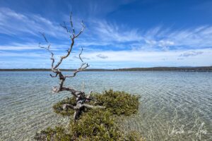 A dead tree branching against the water, Merimbula Lake, NSW Australia