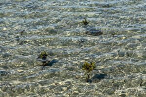 Green plants in shallow, rippled water, Merimbula Lake, NSW Australia