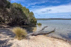 A dead tree trunk against the sand and water, Merimbula Lake, NSW Australia