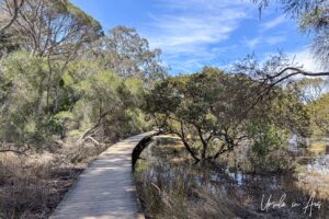 Boardwalk through mangroves and melaleuca, Merimbula Lake, NSW Australia