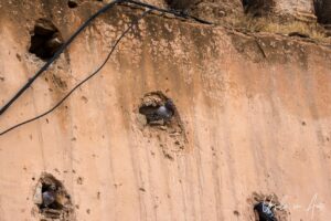 Pigeons in a rendered wall, Meknes, Morocco
