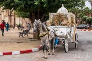 Small pony cart, Meknes, Morocco
