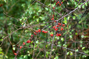 Small red berries against wet leaves, Saint-Cirq Lapopie, France