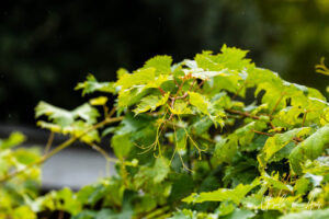 Detail: green grape leaves, Saint-Cirq Lapopie, France