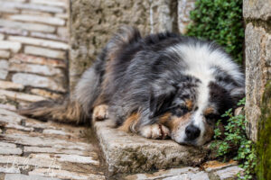 Shaggy dog sleeping on a stoop, Saint-Cirq Lapopie, France