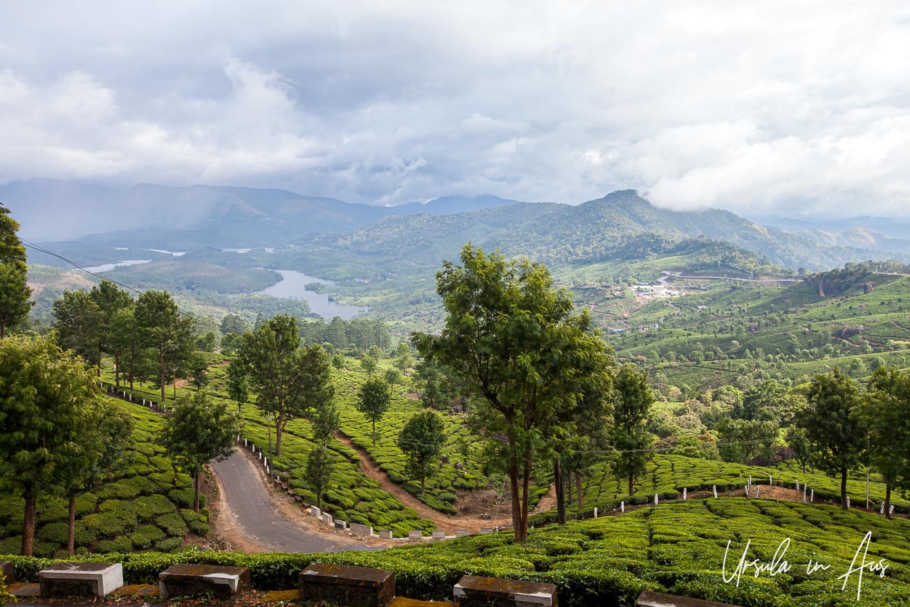 In the Green Tea Plantations of Munnar, Kerala, India » Ursula's Weekly ...
