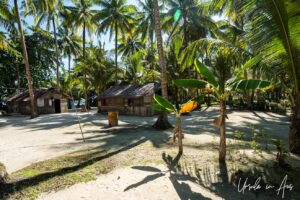 Wooden houses amid coconut palms, Pulau Soop Indonesia
