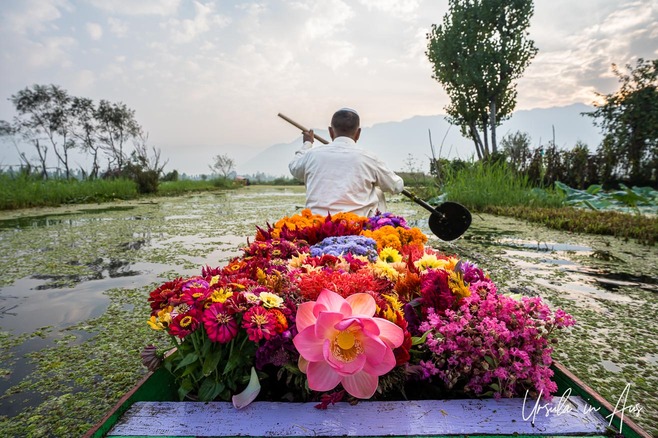 Man paddling a shikara full of flowers, Dal Lake Kashmir India