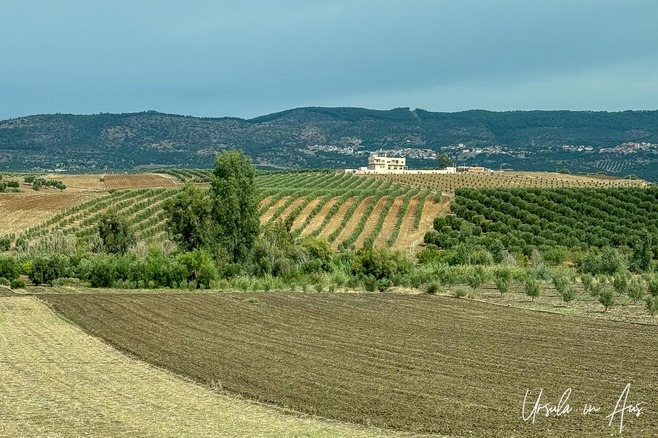 Hills and orchards north of Meknes, Morocco