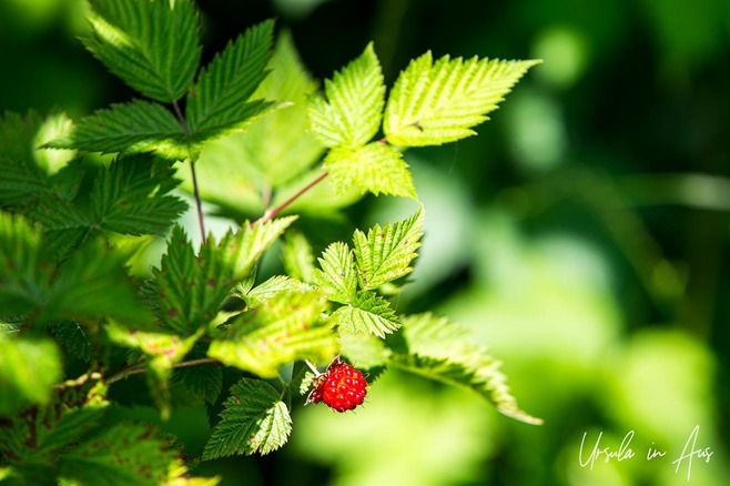 A ripe salmonberry on a bush, Charlie Hardie South Lake Trail, Daajing Giids Canada