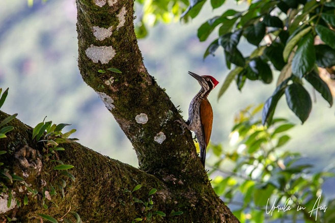 A malabar flameback woodpecker on a tree and against the sky, Munnar, Kerala, India