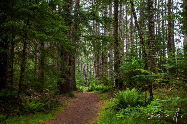 The start of the Pesuta Shipwreck Trail, Graham Island, BC Canada