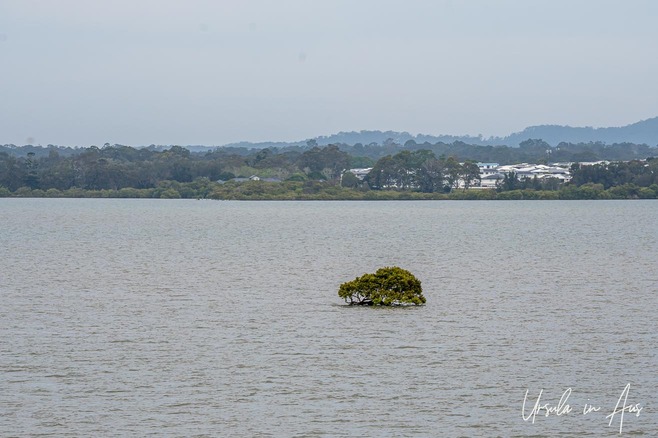 A mangrove in Moreton Bay, Cleveland Queensland Australia