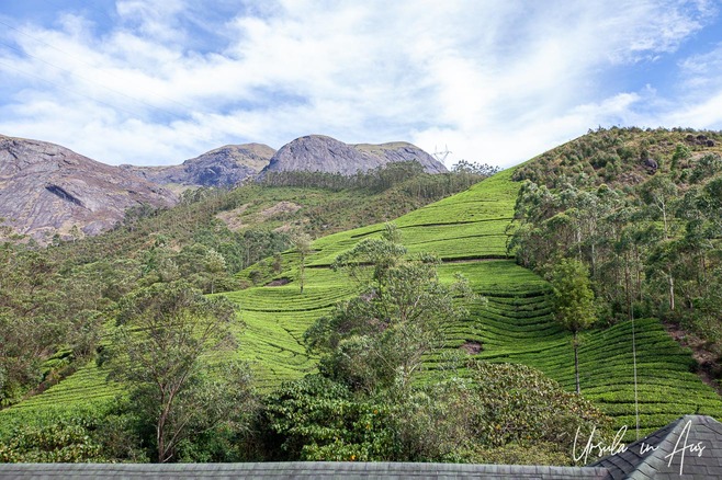 Anamudi and tea plantation from the entry to Eravikulam National Park, Kerala India