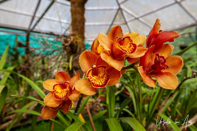 Closeup: Orange orchids, Orchid House, Eravikulam National Park, Kerala India