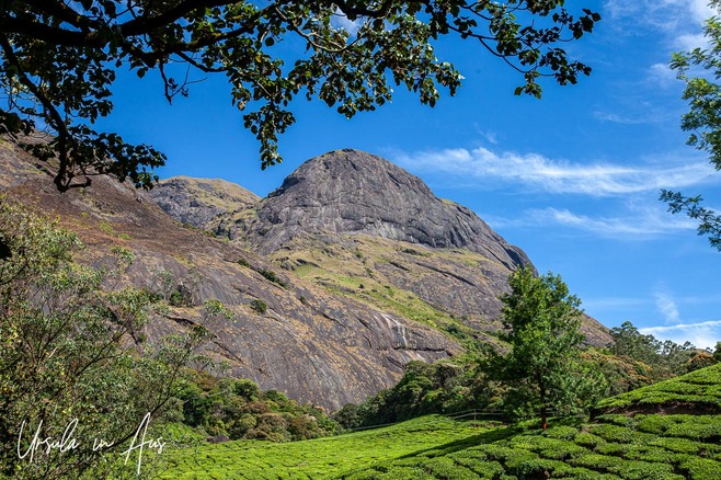 Anamudi Peak with green tea bushes in the foreground, Eravikulam National Park, Kerala India