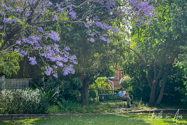 Jacarandas in bloom over a park bench, Greendale Park, Wollstonecraft, NSW Australia