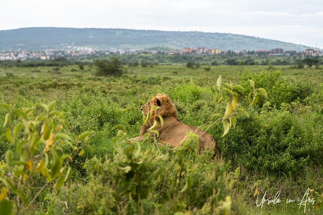 A young male lion in green grass; Nakuru City in the distance, Lake Nakuru National Park, Kenya