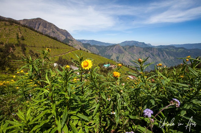 Yellow everlasting on a mountainside overlooking the Kolukkumalai Tea Estate, Western Ghats, India