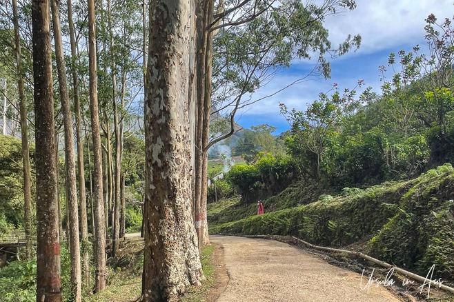 Tall eucalyptus trees along a narrow roadway, Kolukkumalai Tea Estate, India