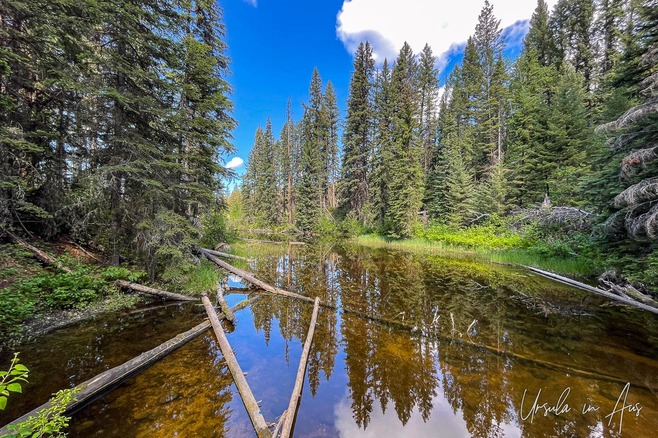 Berman Lake woods&nbsp;and their&nbsp;reflection, Berman Lake Regional Park, BC Canada