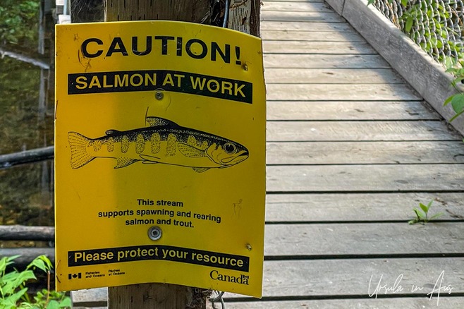 "Salmon at Work" sign, Berman Lake Regional Park, BC Canada